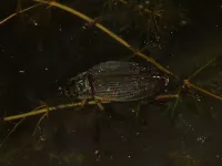 Waterroofkevers [Dytiscidae]